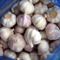 Fresh Red / Normal White Garlic 5.5 CM